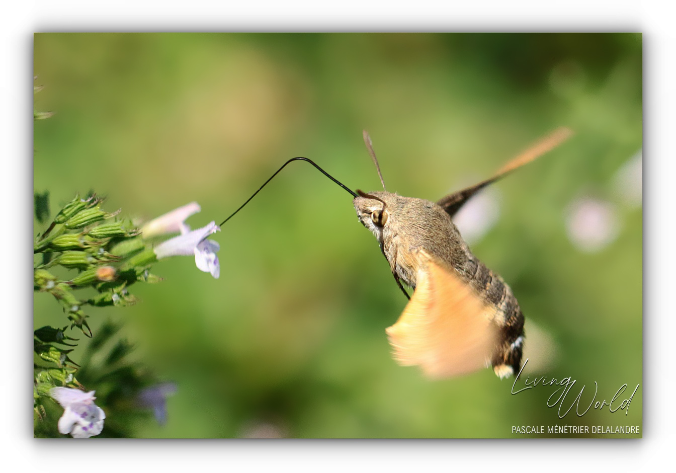 Quelques Papillons... (4/5)