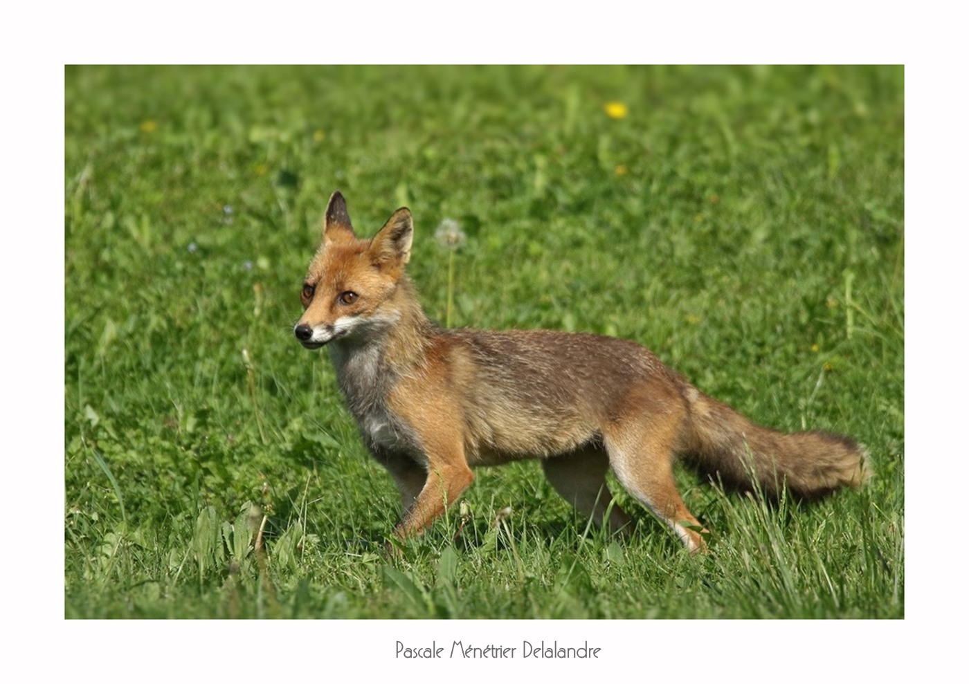 Renard Roux