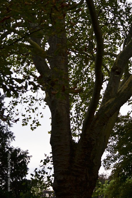 Arbre Buttes Chaumont 5