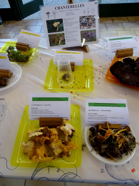 L'exposition de champignons présentée à la fin du Congrès National de Mycologie 2014 à Châtillon sur Seine