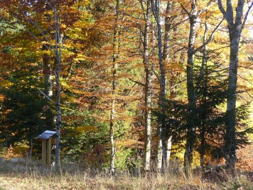 L'automne à l'Aigoual