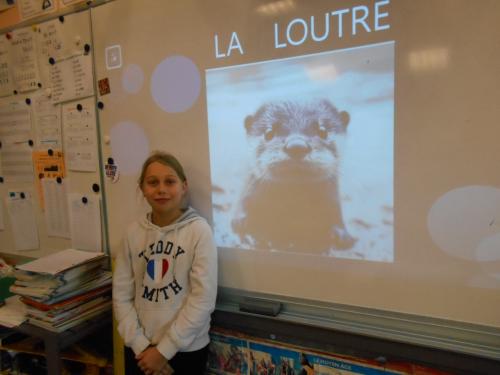 Exposé sur la loutre par Milana