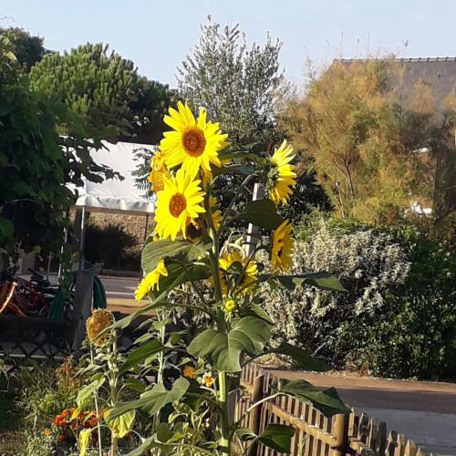 Des agapanthes