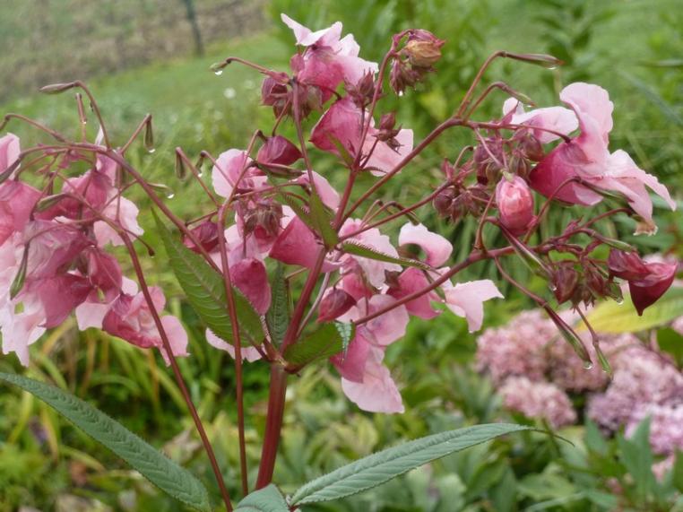 Fleurs.... "pour le plaisir des yeux" ...