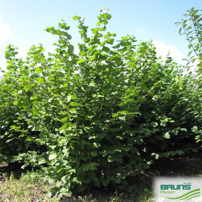 Arbre fruitier : Noisetier