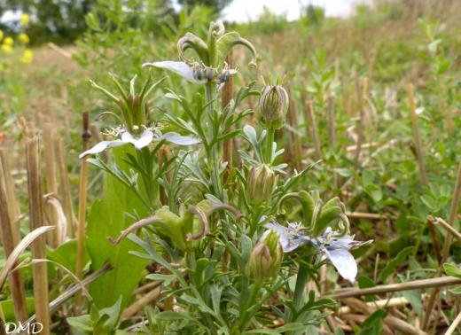 Nigella gallica  -  nigelle de France