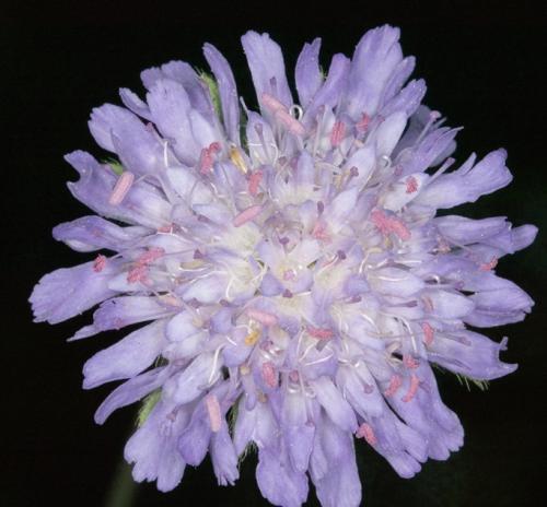Fleurs cultivées : Scabieuse