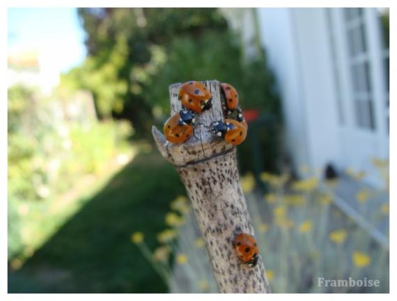 Invasion des coccinelles à Pornic 