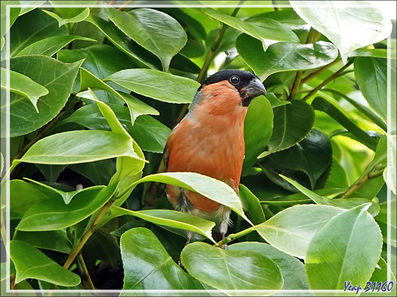 Les photos du jour : Bouvreuil pivoine, Eurasian Bullfinch (Pyrrhula pyrrhula) mâle et femelle et Pie-grièche écorcheur, Red-backed Shrike (Lanius collurio) mâle - Lartigau - Milhas - 31