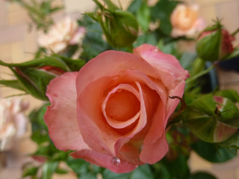 La rose ... son histoire ...