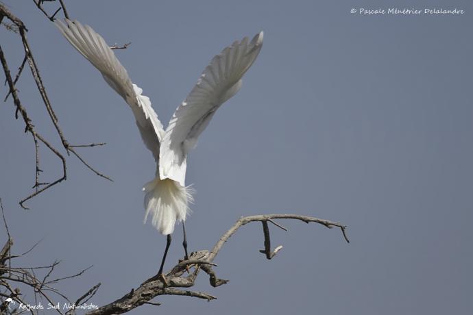 Aigrette garzette