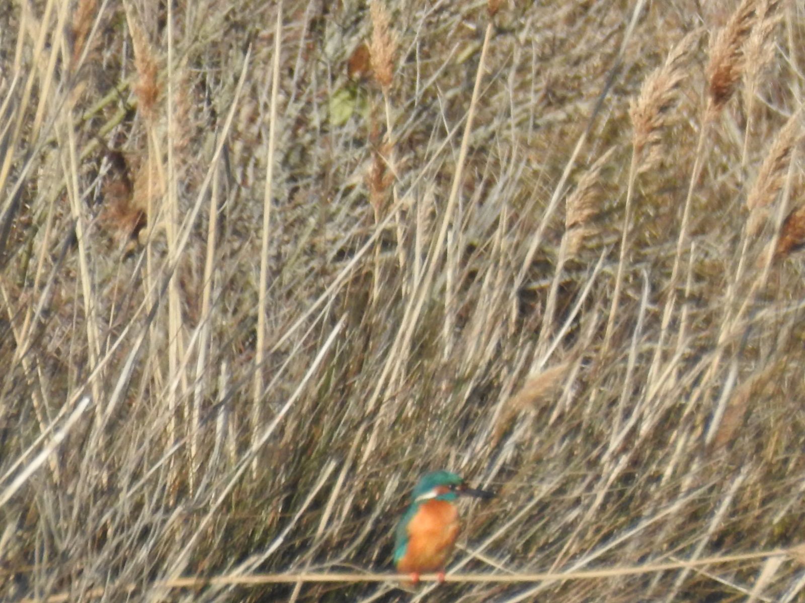Mon premier martin-pêcheur pour 2023...
