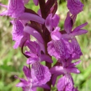 Index illustré orchidées