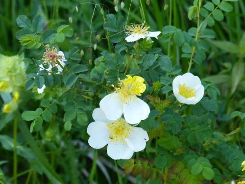 Fleurs du Champsaur (2)
