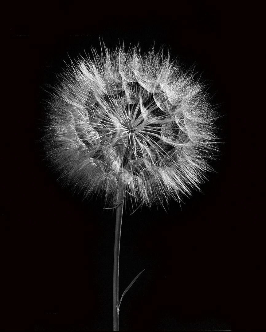la nature, noir et blanc, plante, ciel, blanc, champ, la photographie, pissenlit, fleur, pétale, Floraison, été, sauvage, Naturel, obscurité, botanique, Monochrome, flore, Fleur sauvage, fermer, symétrie, Macrophotographie, Photographies, Photographie monochrome, Ajouter au panier, Atmosphère de la terre, Ordinateur, papier peint