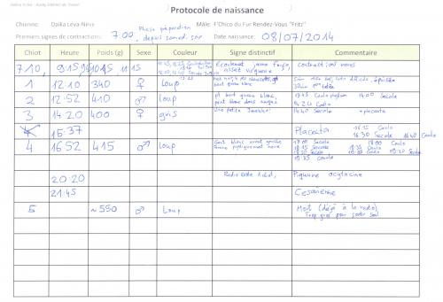 Naissance de la portée de Daika