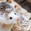 Hamster Conseille