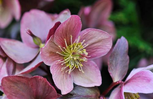 Fleurs de la Toussaint