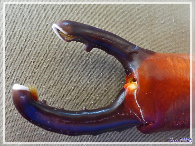 Pince de Crabe splendide, Splendid red spooner crab (Etisus splendidus) - Lagon de la Pension Kuriri - Maupiti - Polynésie française