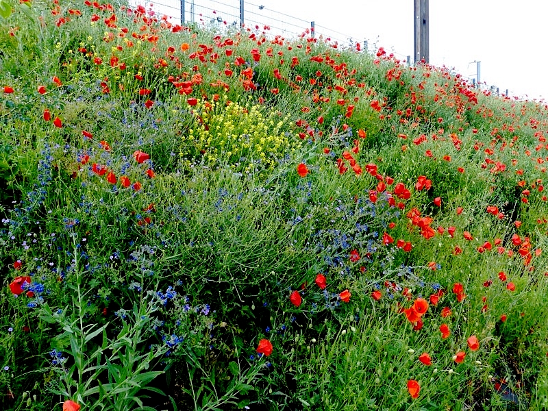 Metz / Des millions de coquelicots à l’Amphithéâtre...