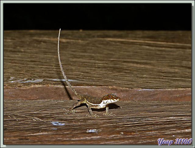 Blog de images-du-pays-des-ours : Images du Pays des Ours (et d'ailleurs ...), Petit lézard - Puerto Viejo de Sarapiqui - Costa Rica