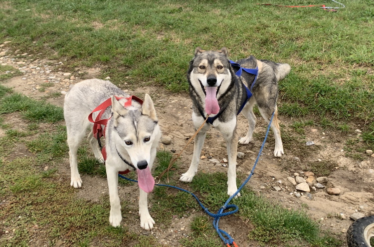 Juli Jemma Dolia Volka husky 8 ans attelage