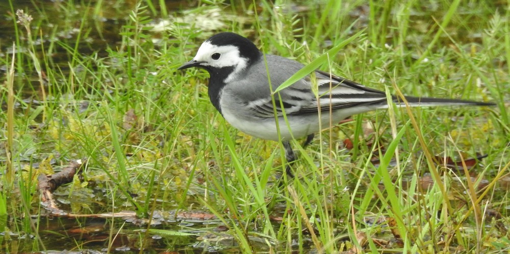 Les oiseaux de mon jardin : les bergeronnettes...
