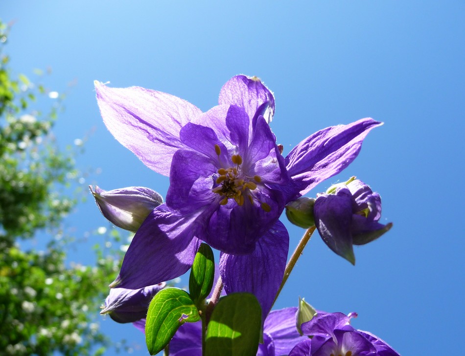 Fleurs devenues immortelles.