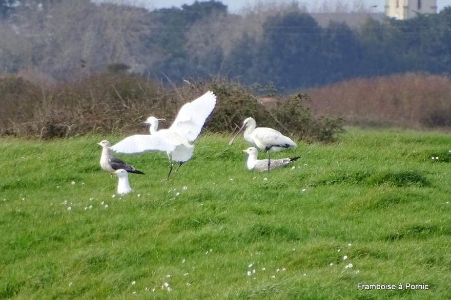 oiseaux Marais de Millac - Bourgneuf en retz - 44 -