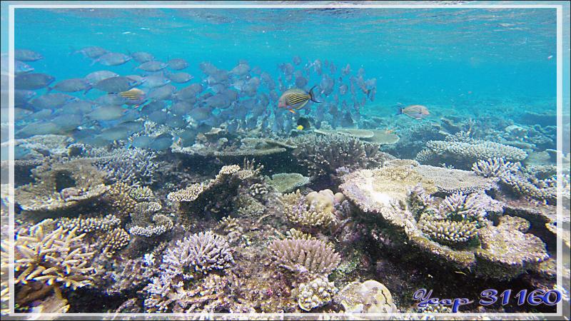 Banc de Poissons lapins argentés ou picots gris ou sigans vermiculés (Siganus argenteus) avec Chirurgiens clowns - Athuruga - Atoll d'Ari - Maldives