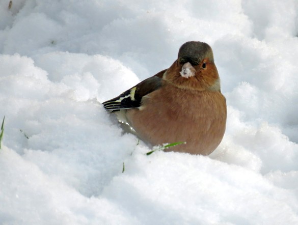 Durant le jour de neige de novembre à Châtillon, les oiseaux ont eu faim !
