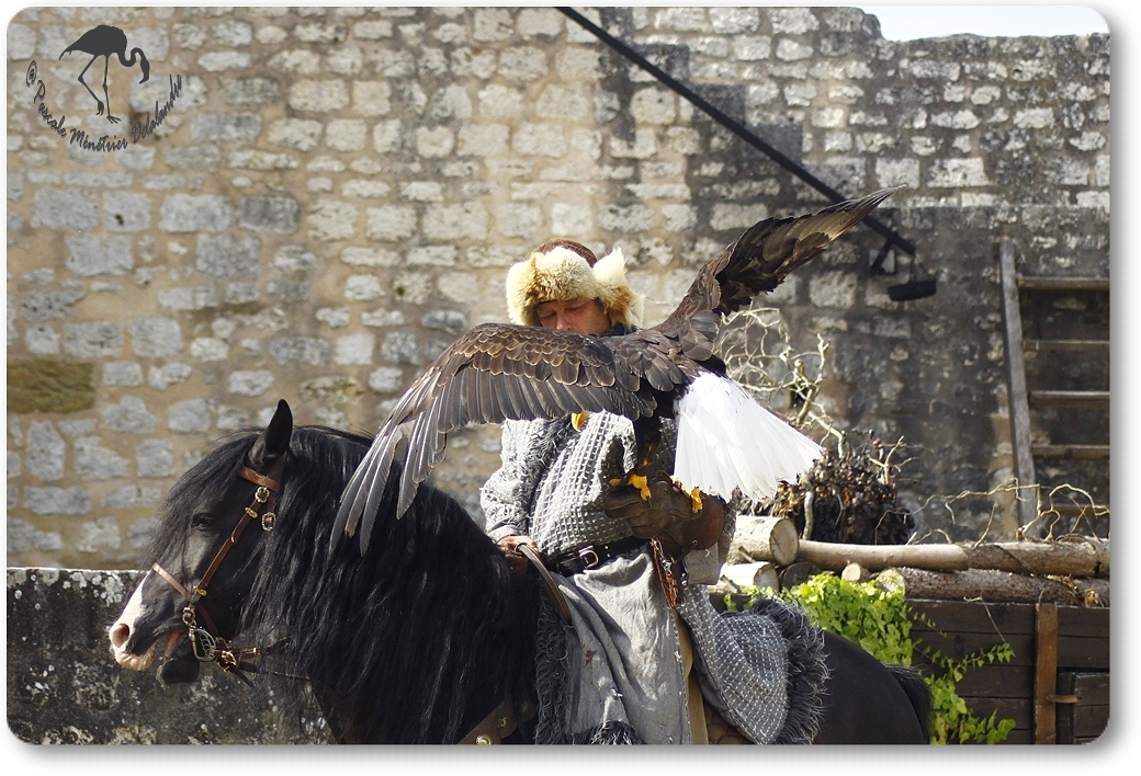 Pygargue à tête blanche ("Vol libre" - Provins - 77)