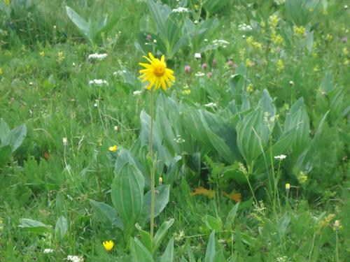 "Séjour dans Les Vosges" - 6 au 13 juin 2015