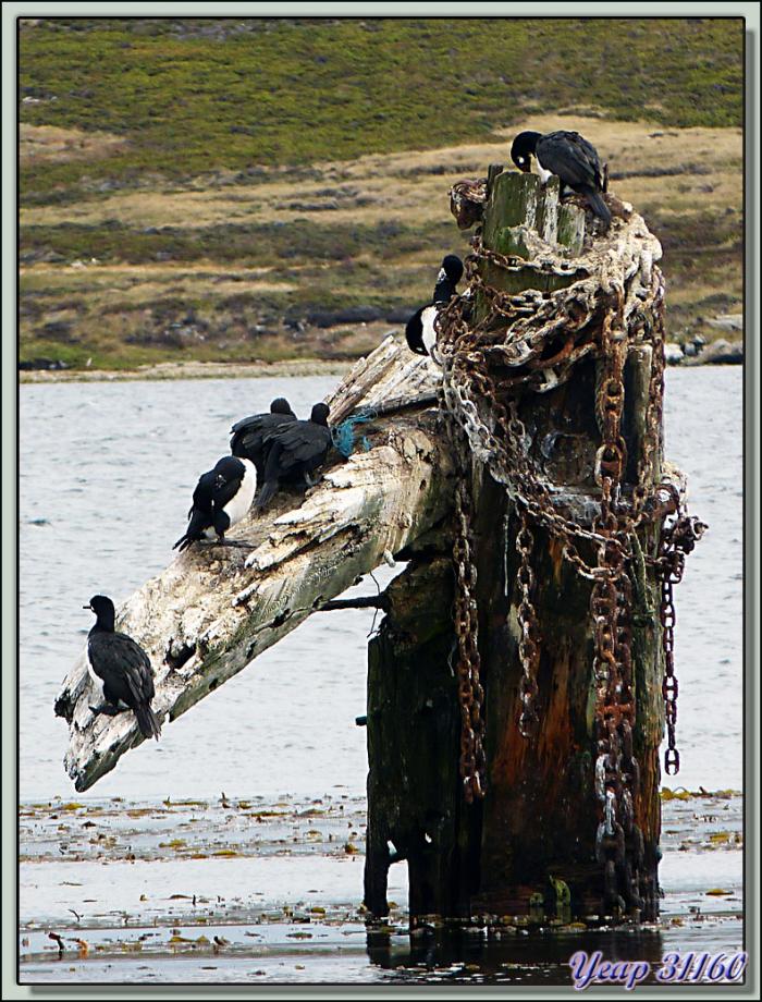 Reposoir pour cormorans impériaux - Port Stanley - Falkland Islands, Iles Malouines, Islas Malvinas