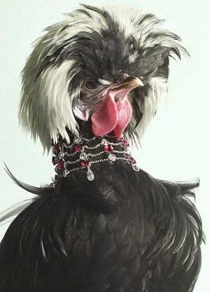La poule de luxe...