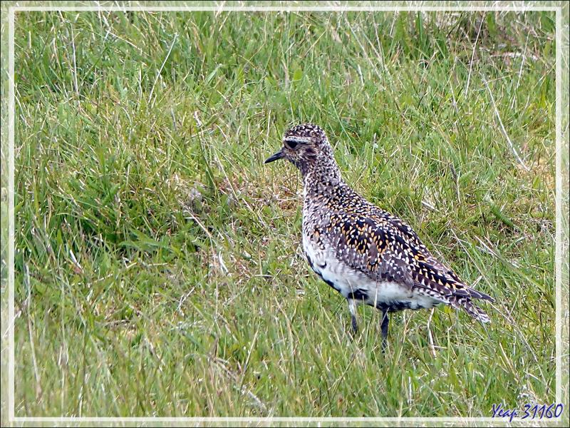 07/06/2023 : nous nous dirigeons vers le Blue Lagoon tout en faisant de la géologie, de la botanique ou de l'ornithologie lorsque l'occasion se présente - Péninsule de Reykjanes - Islande