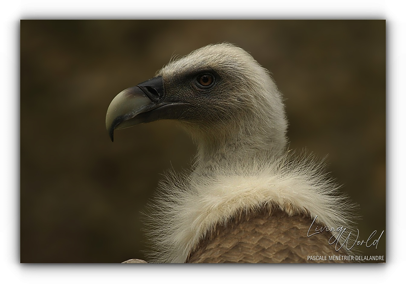 Vautour fauve - Gyps fulvus