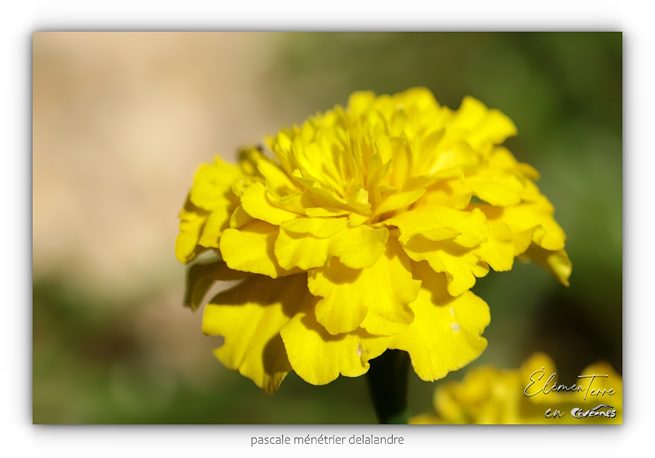 Oeillets d'Inde
