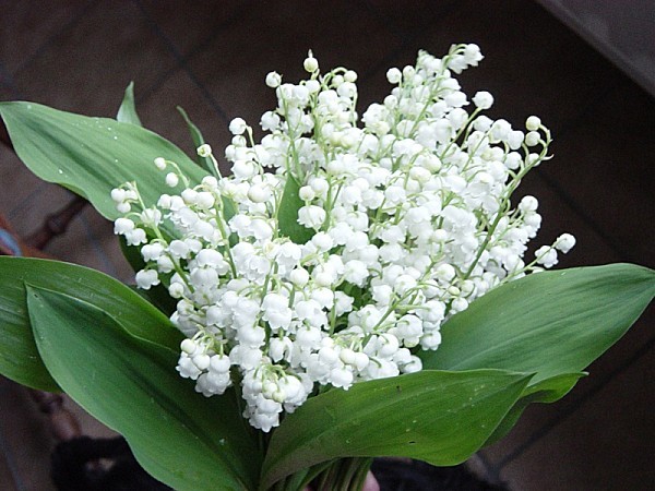 muguet10.jpg