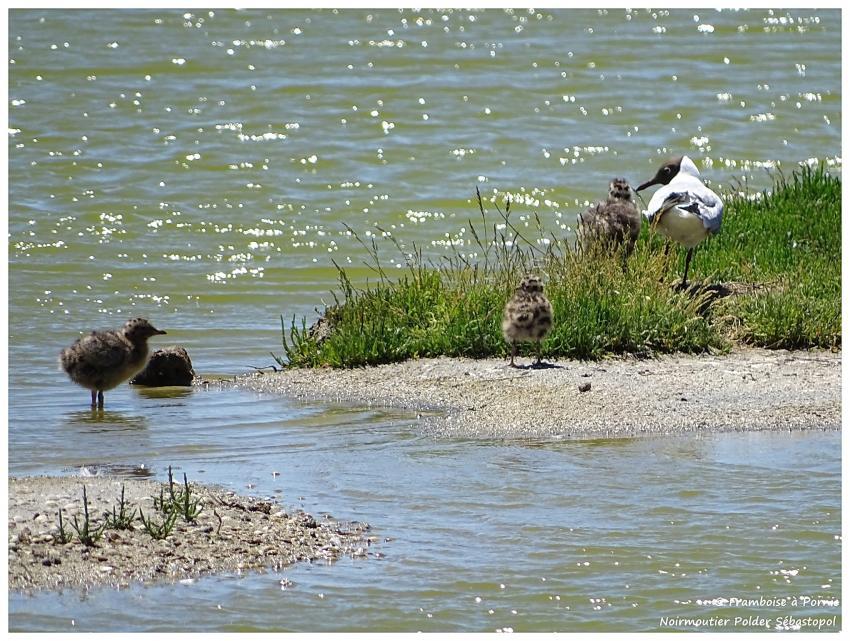 Mouette rieuse et ses bébés