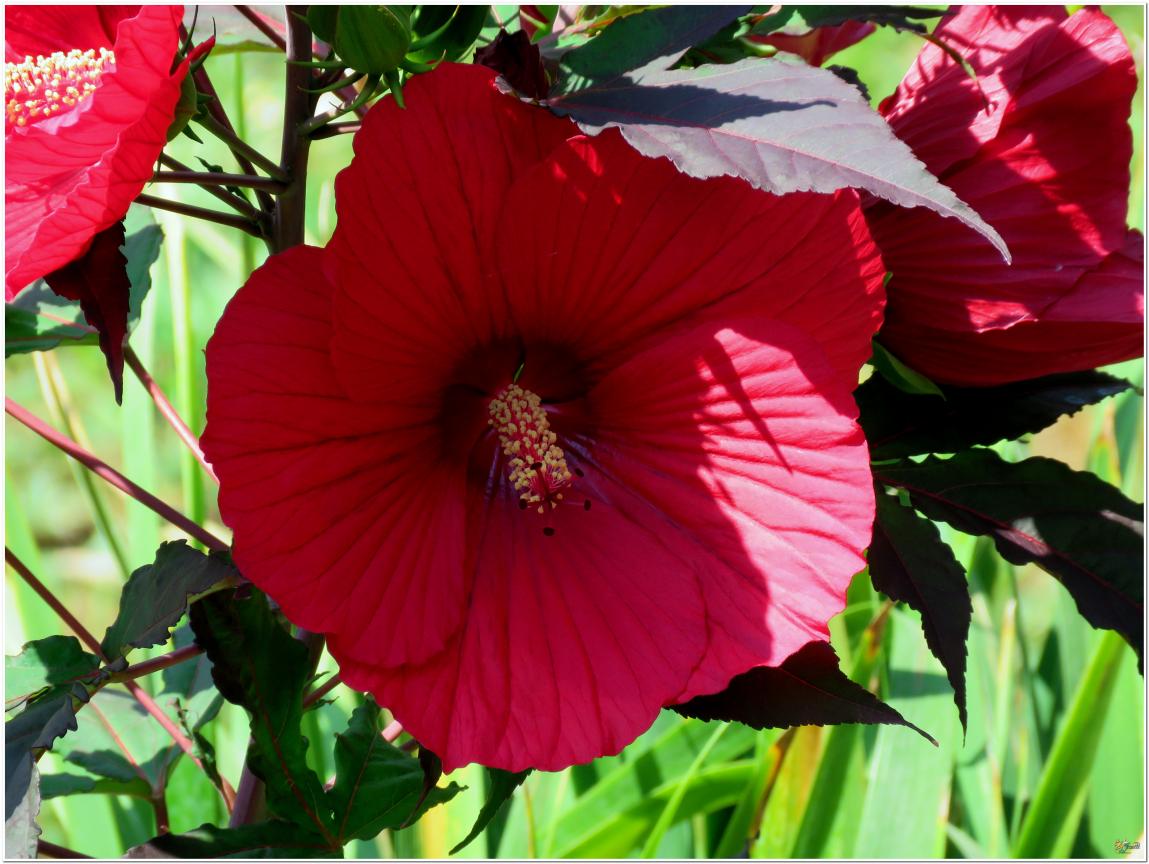 ENCORE ...Hibiscus géant rouge