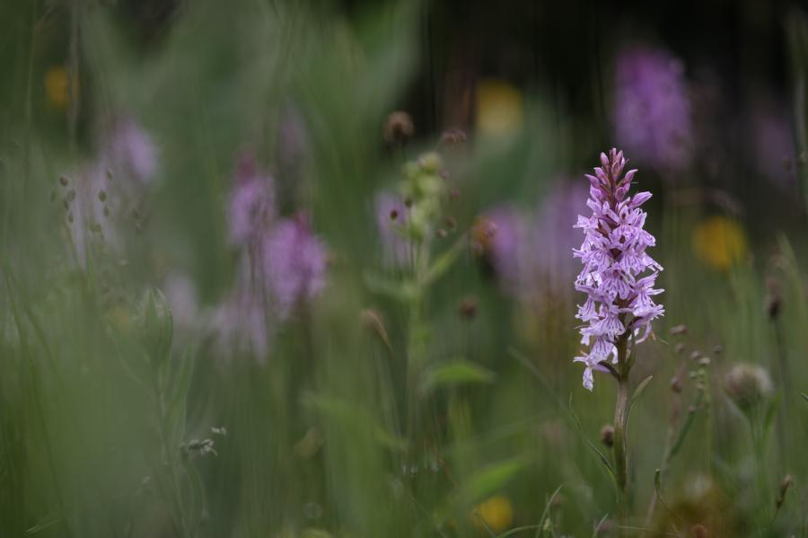 Orchis tacheté