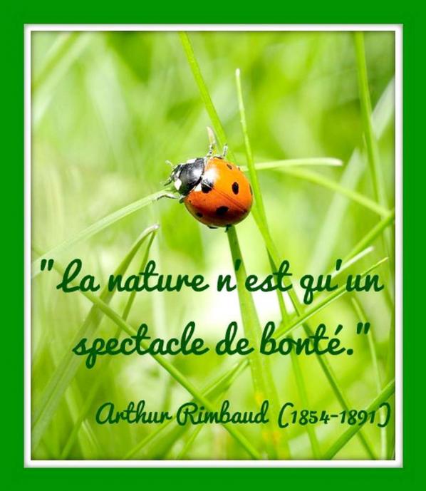 La "bête à Bon Dieu" ...