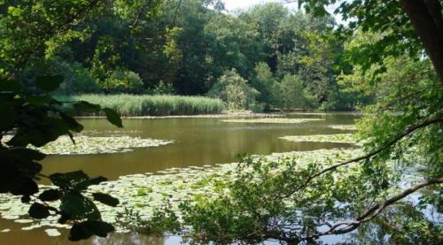 Bois de Saint Cucufa  (Hauts de Seine)
