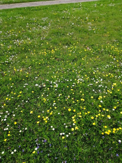 Mon jardin se transforme après l'hiver