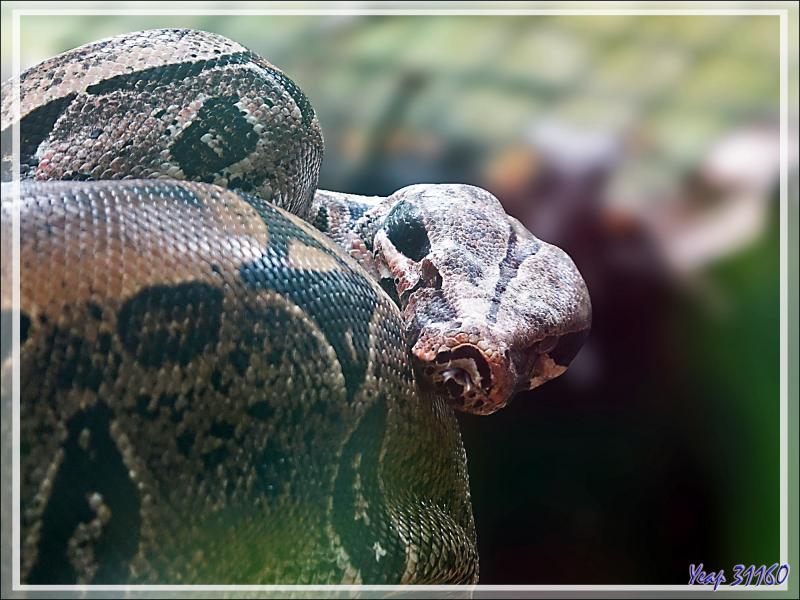 Boa constricteur (Boa constrictor) - Parque das Aves - Foz do Iguaçu - Brésil