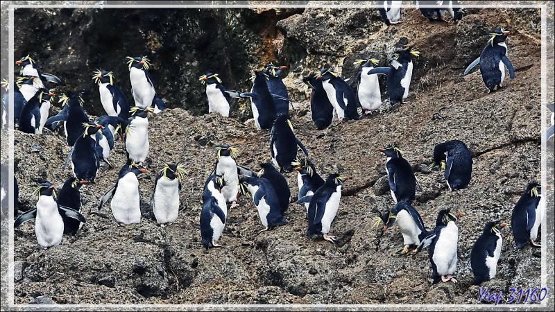 Les Gorfous de Moseley de Pequena Point - Nightingale Island - Tristan da Cunha