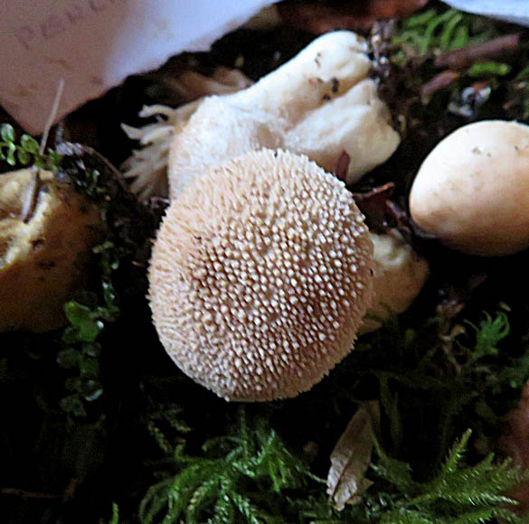 La Société Mycologique et le CSCL a organisé  une sortie découverte sur les  champignons le 16 novembre
