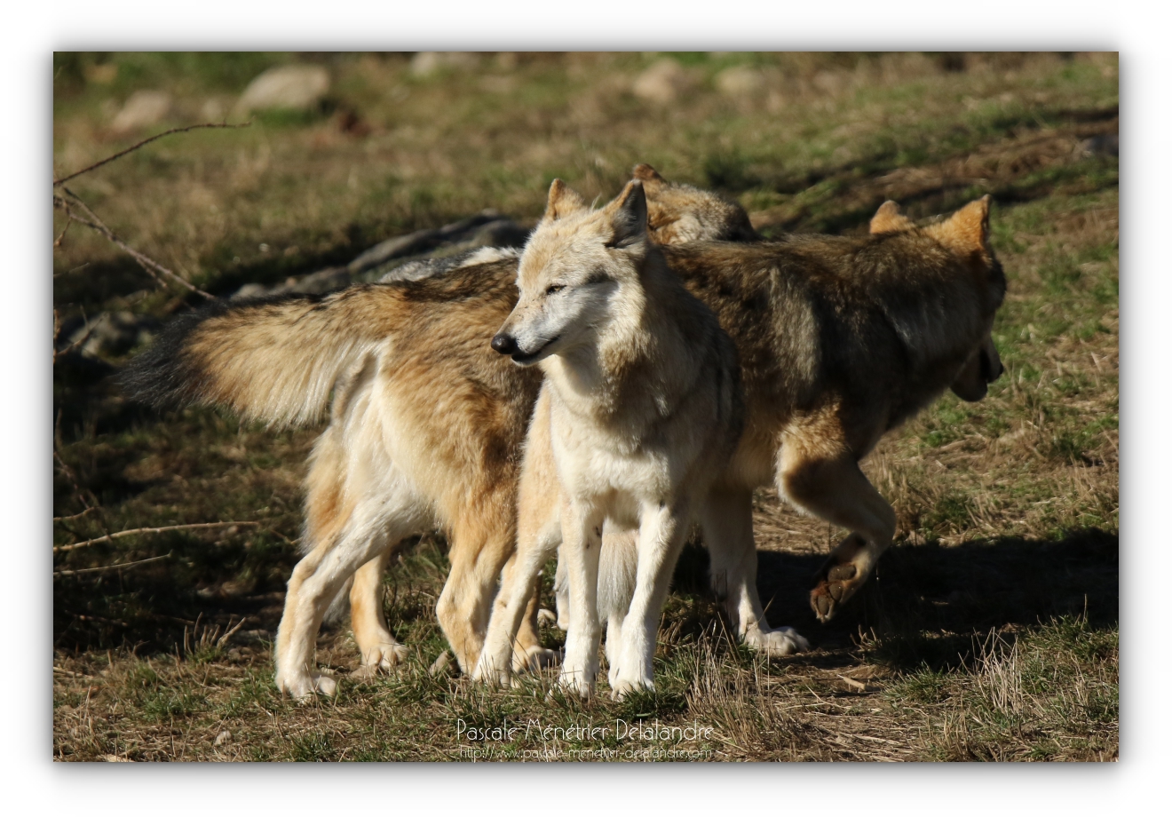 Les Loups de Sibérie et leur comportement social