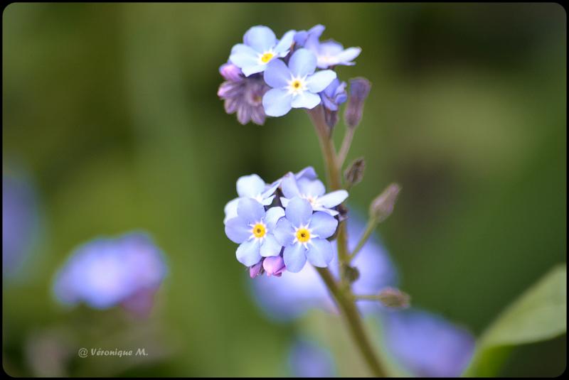 Rambouillet : Le Myosotis